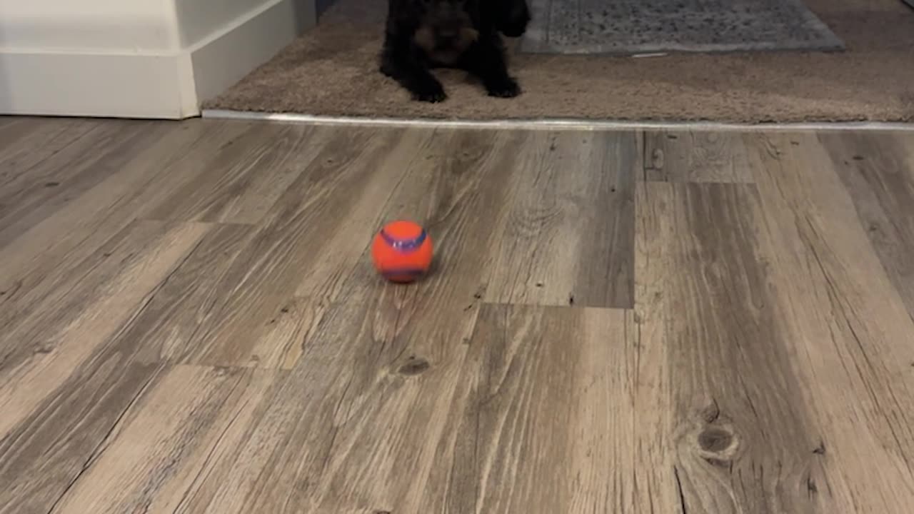 Puppy Invents Her Own Game