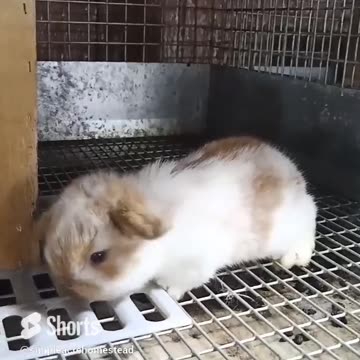 Holland Lop Baby Goes Exploring