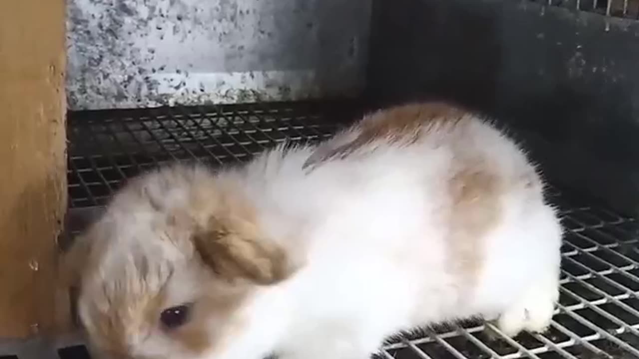 Holland Lop Baby Goes Exploring