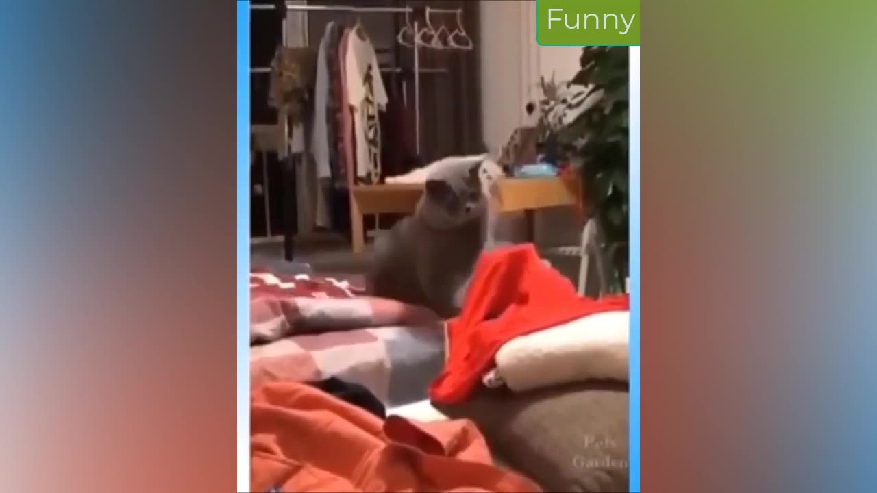 Best Funny Animal Videos 16