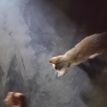 😸😸😸😸😸😸