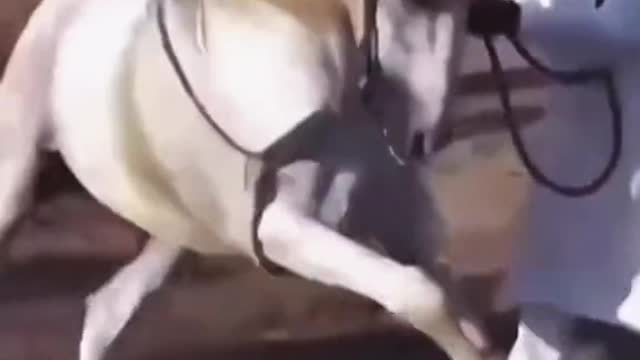 Funny animals