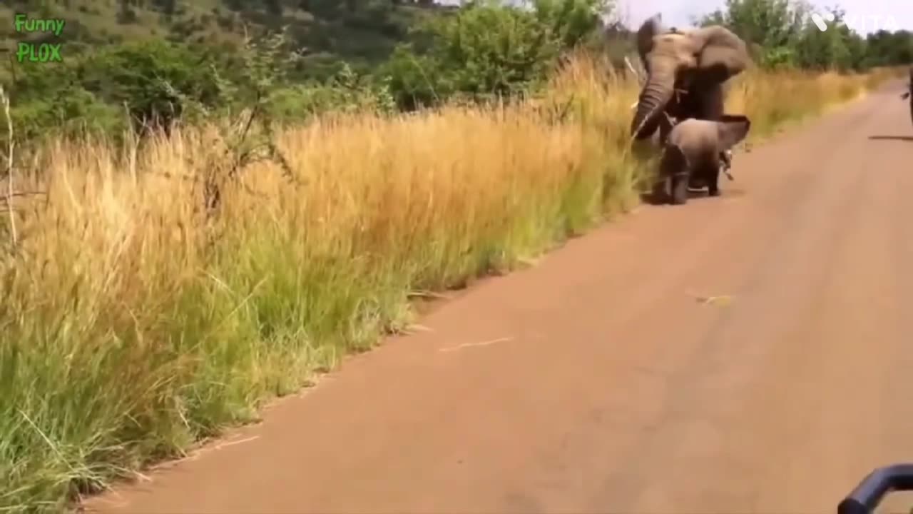 Most Funny and Cute Baby Elephant Video