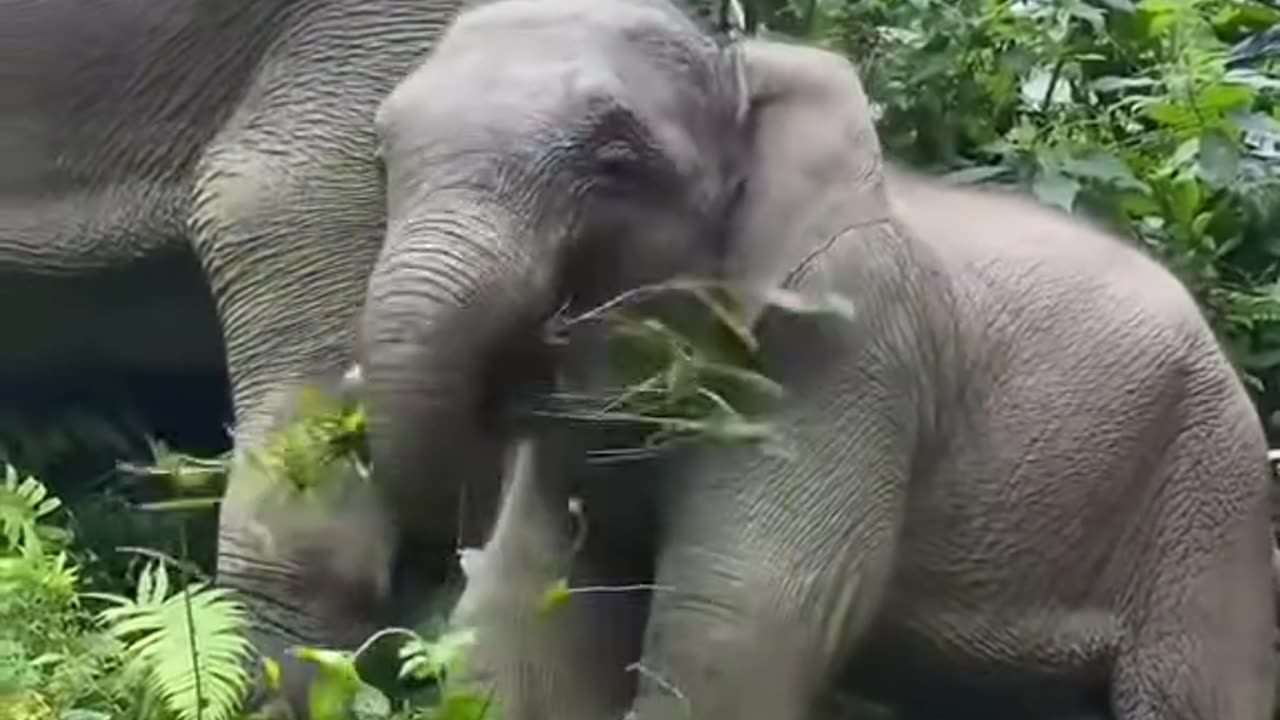 A happy baby elephant