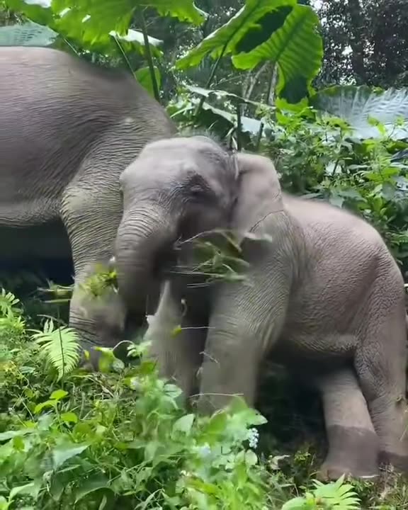 A happy baby elephant