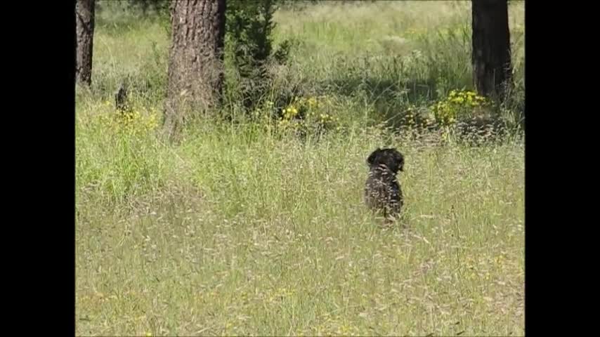 Happy Little Dog