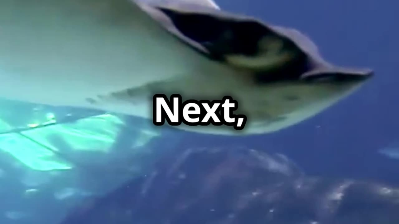 Top 3 Friendly Sea Creatures You’ll Love!