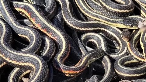 Comment this snake name