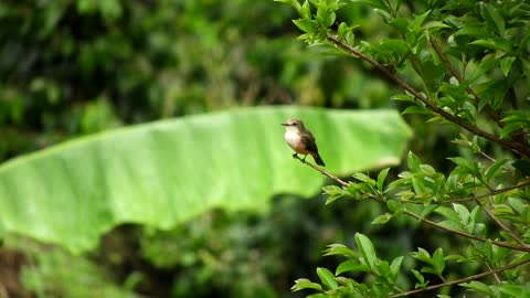 Nature Fauna Ave Bird Landscape Colombia