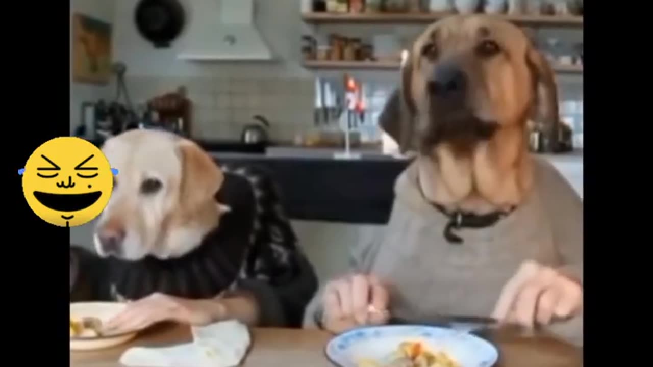 Funny dogs🐶 eating food😁