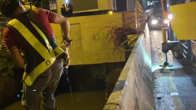 Crane Saves Stray Cat