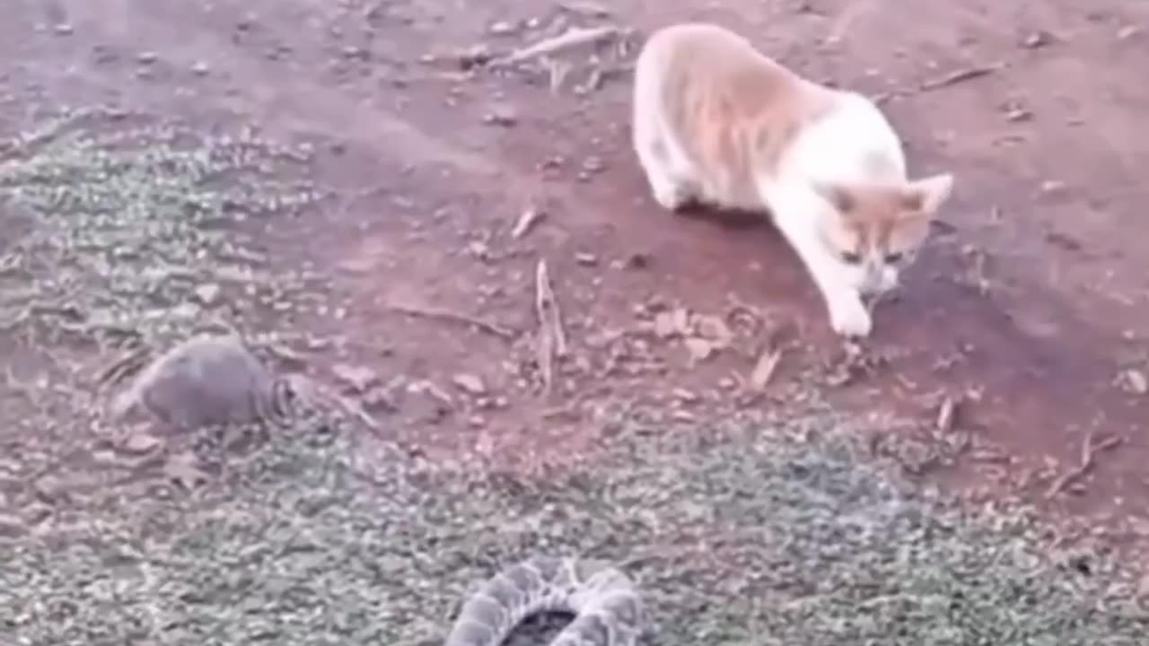 Funny animals compilation