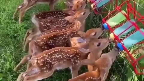 Hungry Deer