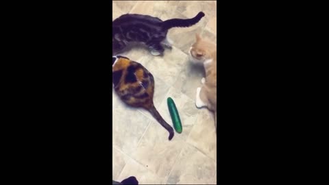 Funny cat videos 2023 latest