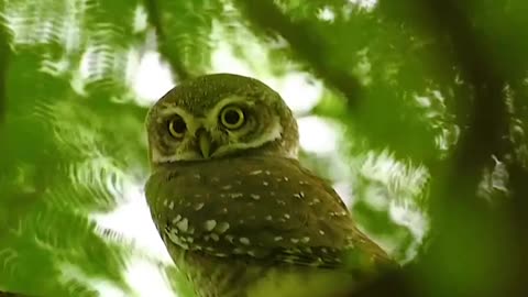 Wildlife and Funs