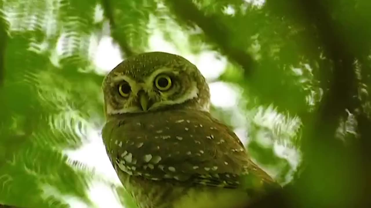 Wildlife and Funs