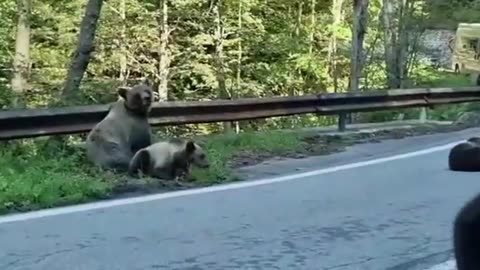 Brown bears relaxing on the side of Transfagarasan mountain road.