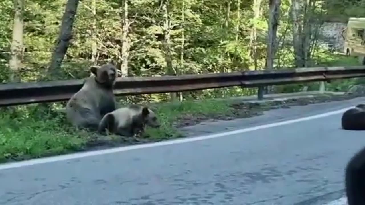Brown bears relaxing on the side of Transfagarasan mountain road.
