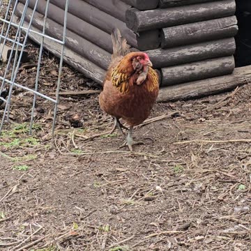 OMC! What is Brownie trying to say??? So Cute!