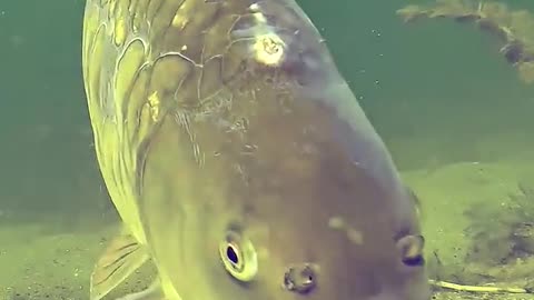 Fish swimming video