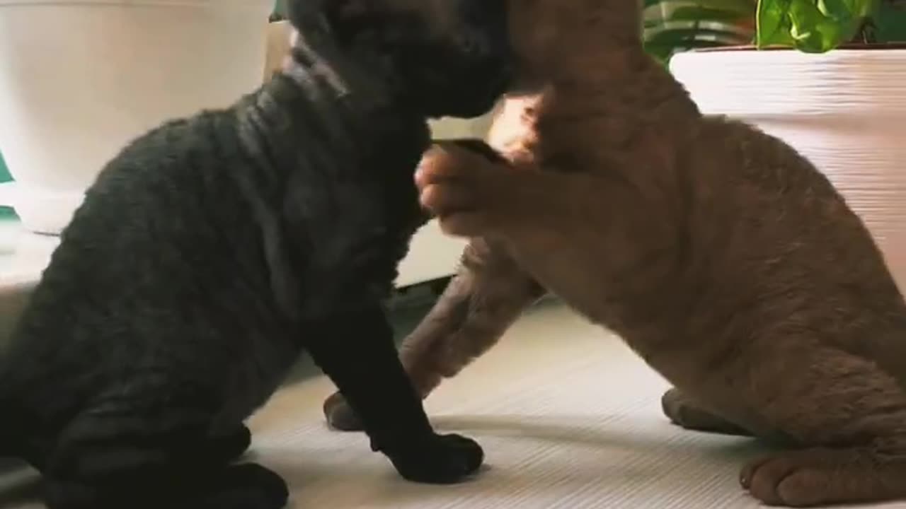 Adorable Kittens Playing and Being Cute - A Must-See for Cat Lovers!"