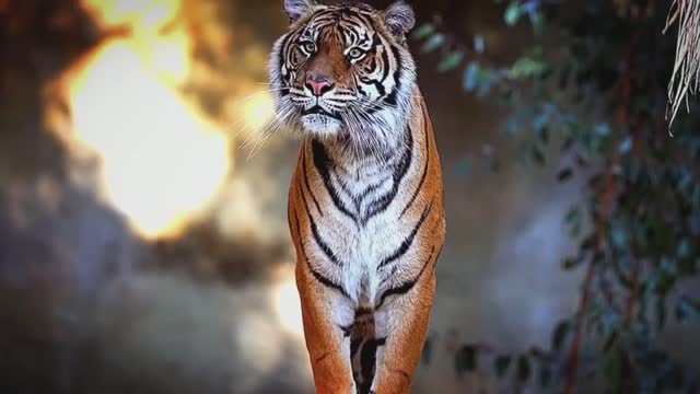 Have you ever seen such a handsome tiger