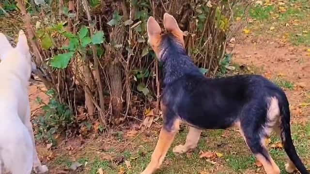 German Shepherds Playing HIDE AN SEEK