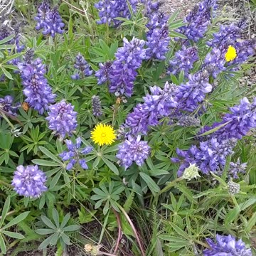 Yellowstone forest fires from God but then there is also sinful man.6/16/23