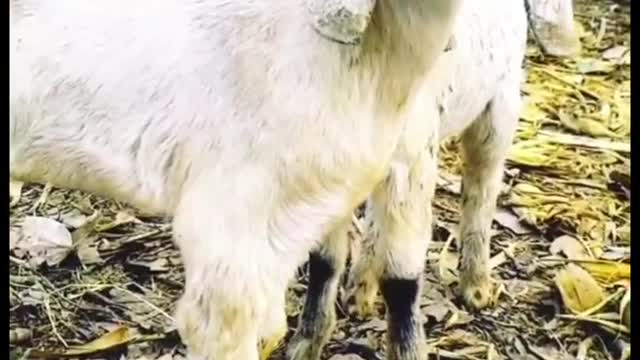 Animal lover.. Cute goat