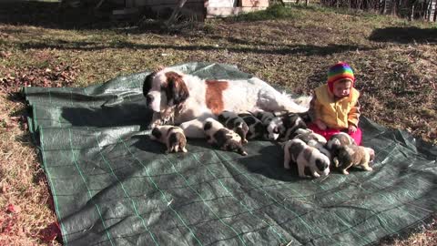 San Bernard puppies