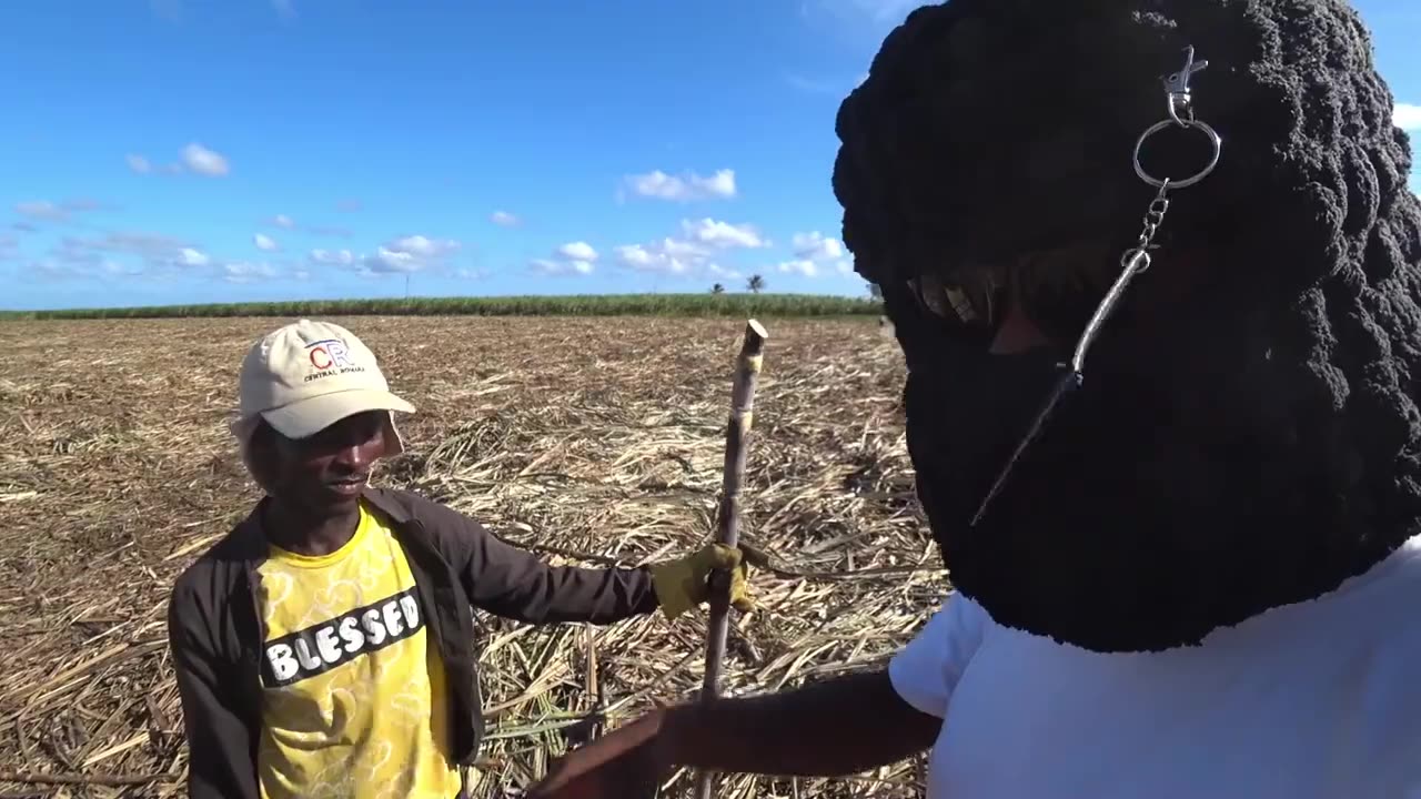 ArabUncut-modern slave plantations of the DR