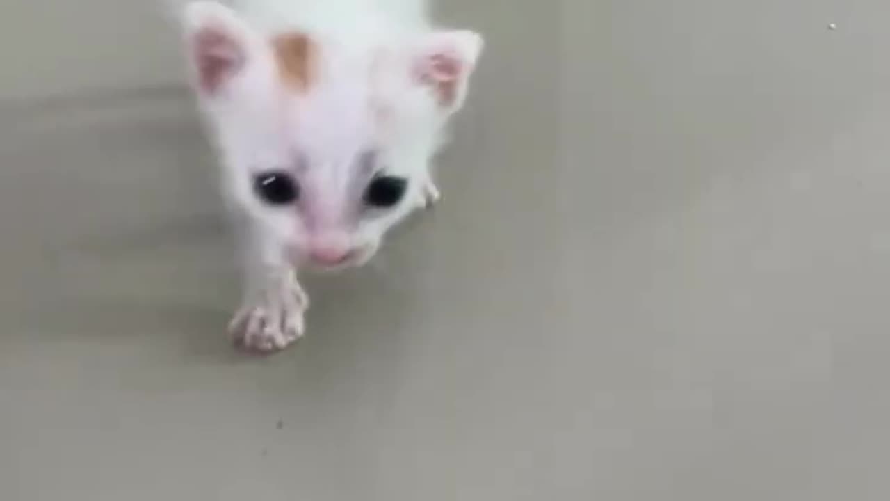 funny cats