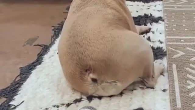 Funny dog 🐕farts