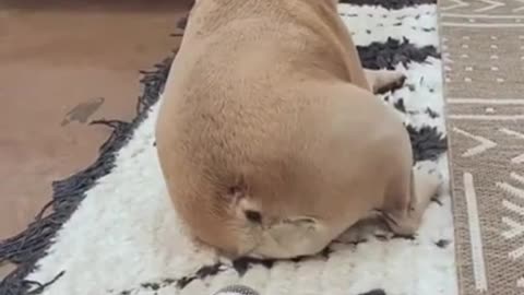 Funny dog 🐕farts