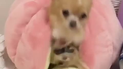 Funny animal video