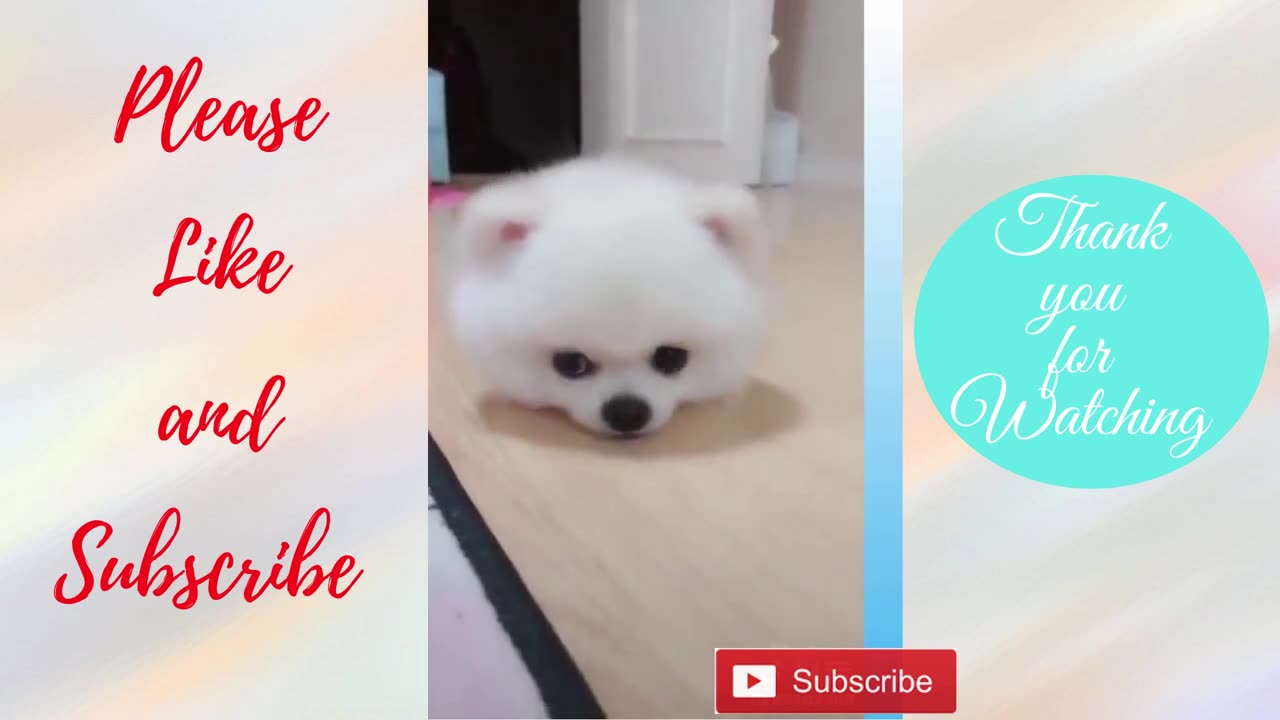 funny animals | funny cats | funny dogs | amazing animals video