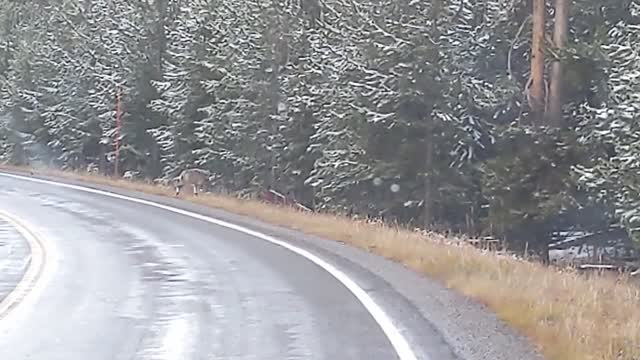 Wolf Pack Wanders Across Yellowstone Road