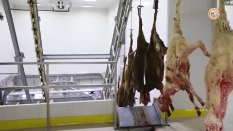 Modern Goat Processing Factory Technology -- - How to Farming Millions of Goat For Meat and Milk