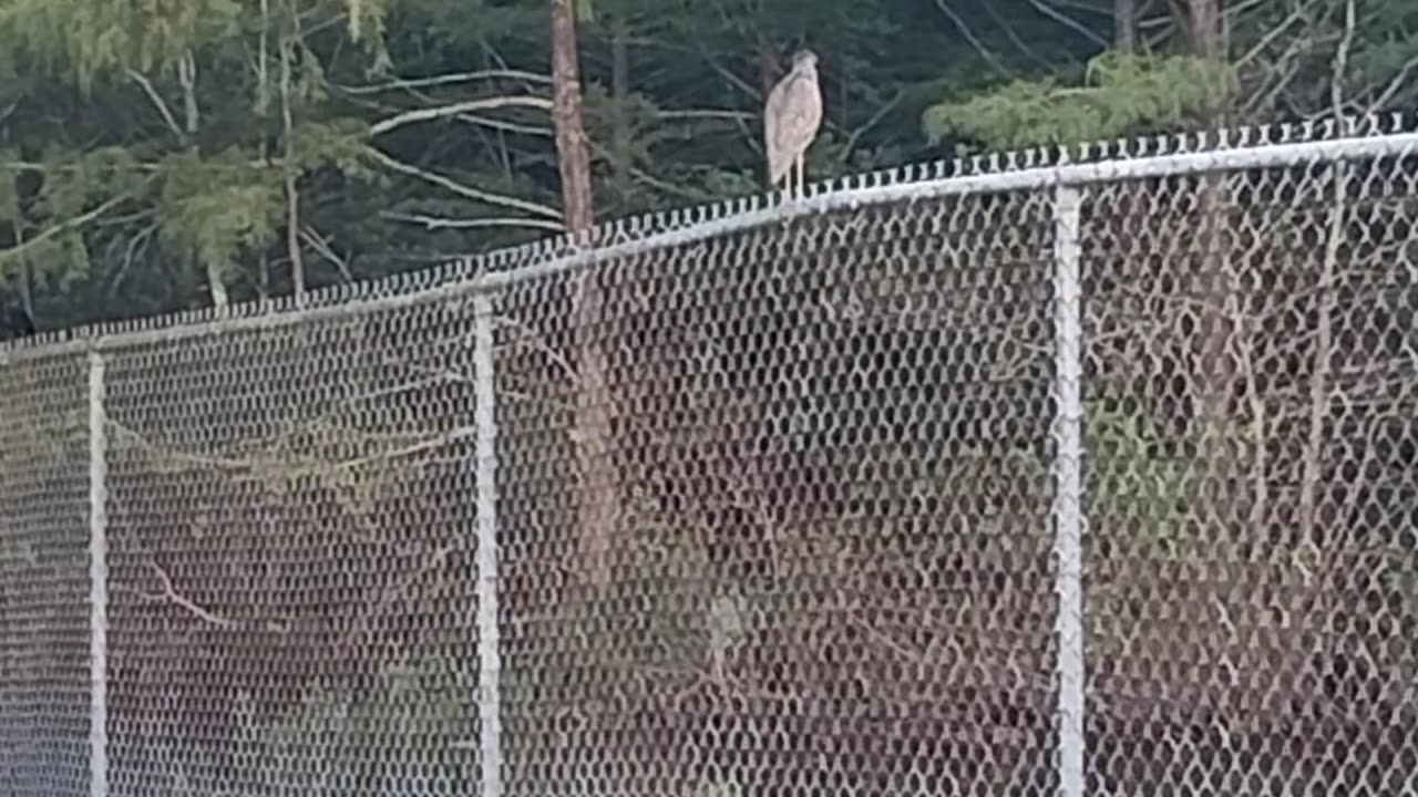 Green Heron in Florida Part 1