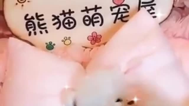😂Baby,cute,angry and funny cats and dogs compilation😂😂|| Try not to laugh