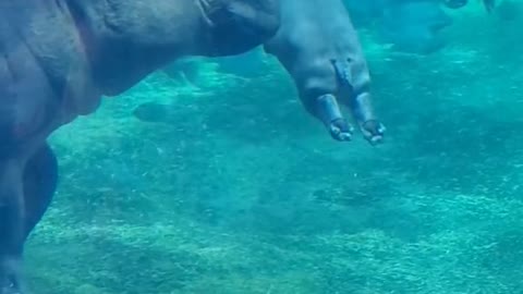 Fritz!#CincinnatiZoo #Fritz #babyhippo