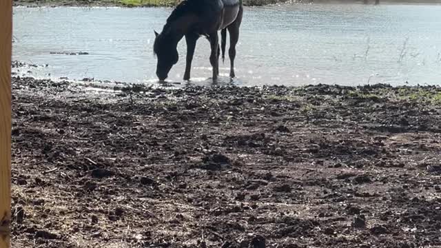 Horsing Around in the Pond