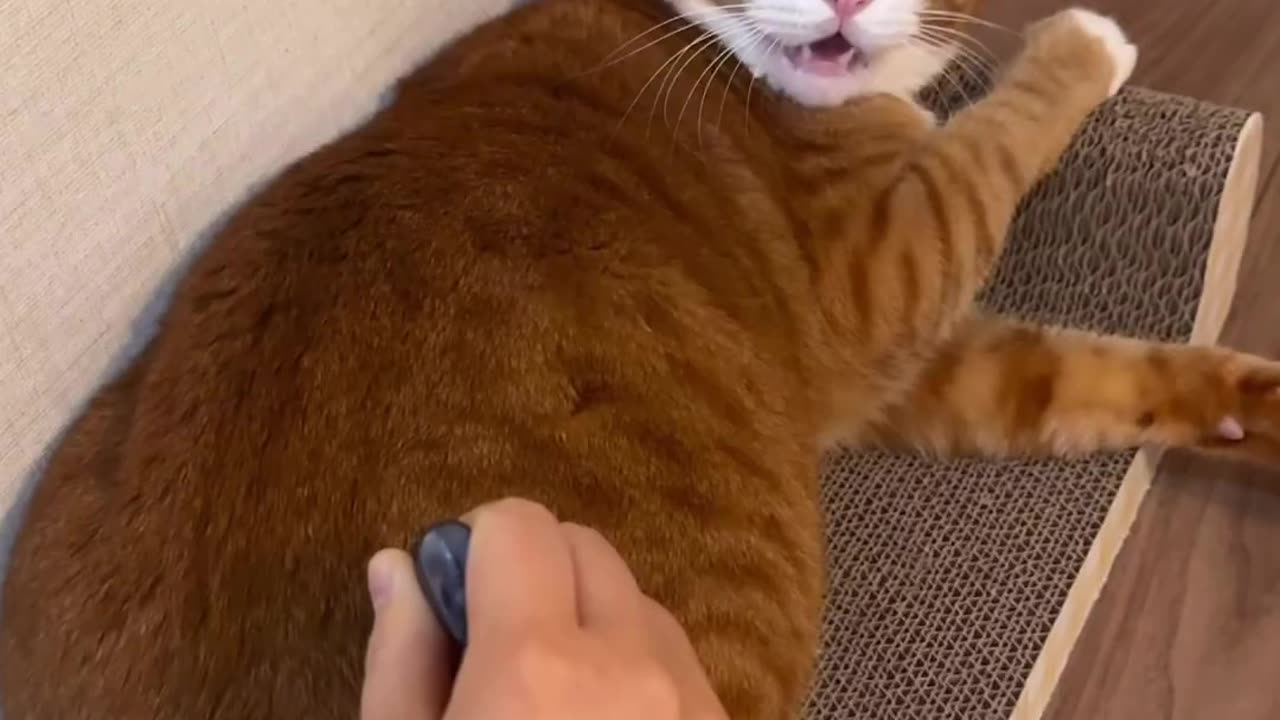 Ha Ha the poor cat got scared 😂
