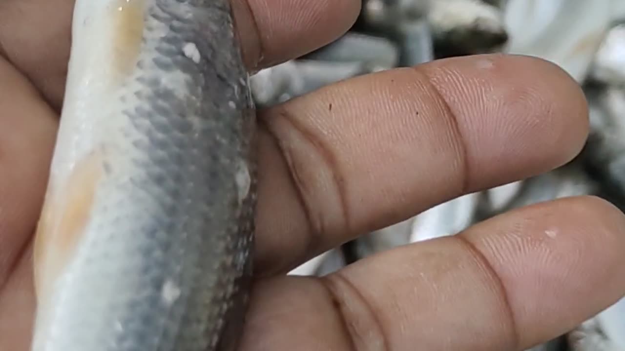 tatkini Fish Video LIve In Fish Market Dhaka#shorts