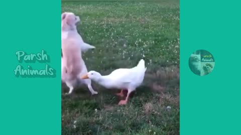 funny animals playing