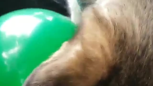 Give a balloon to a dog and it won't bite