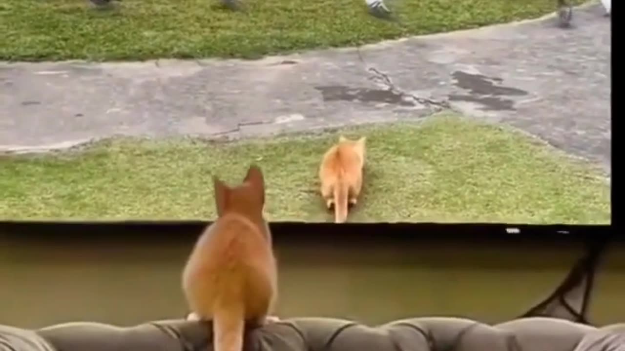 Funny Cat Video