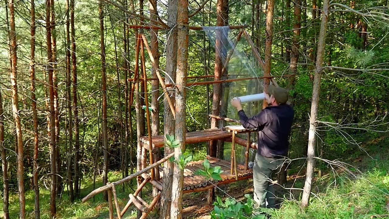 Tree Top Haven: Turning Ancient Stumps into a Sky-High Cabin!