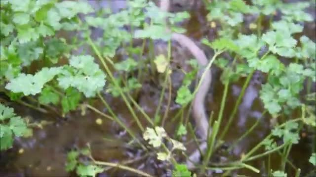 Giant Gippsland Earthworm flooded out of it's burrow_Cut