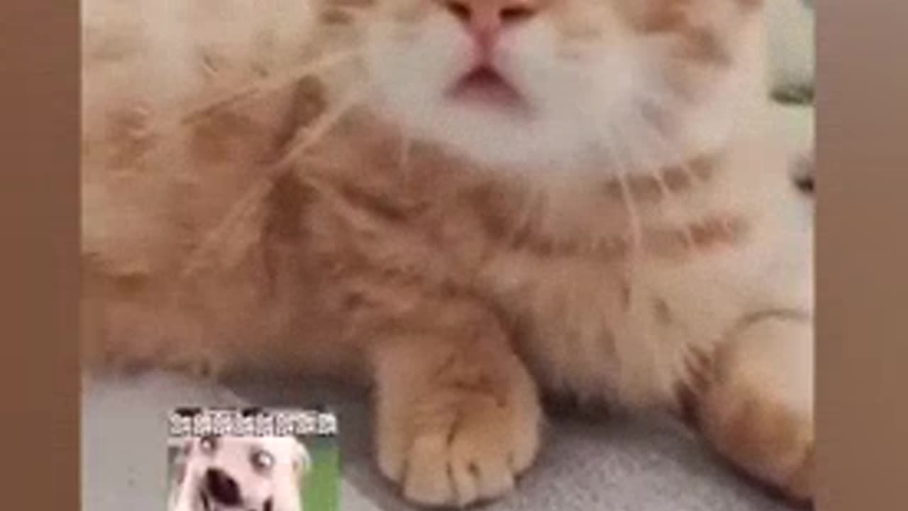 Funny cat